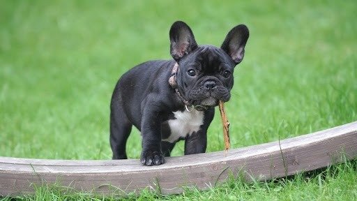 Black French Bulldog